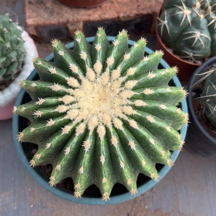 冷***哥恭喜发财恭喜发财