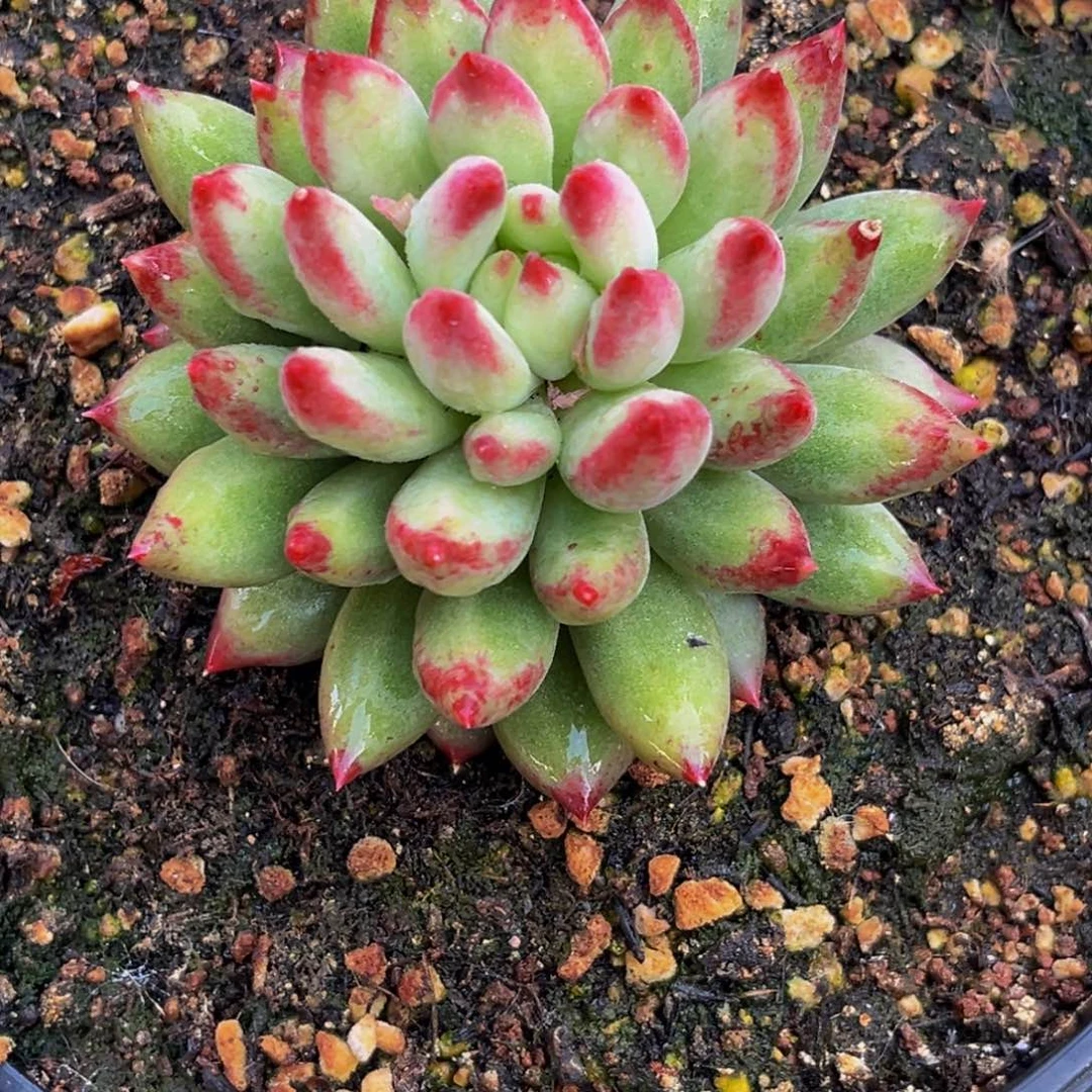 1202下午多肉植物群生