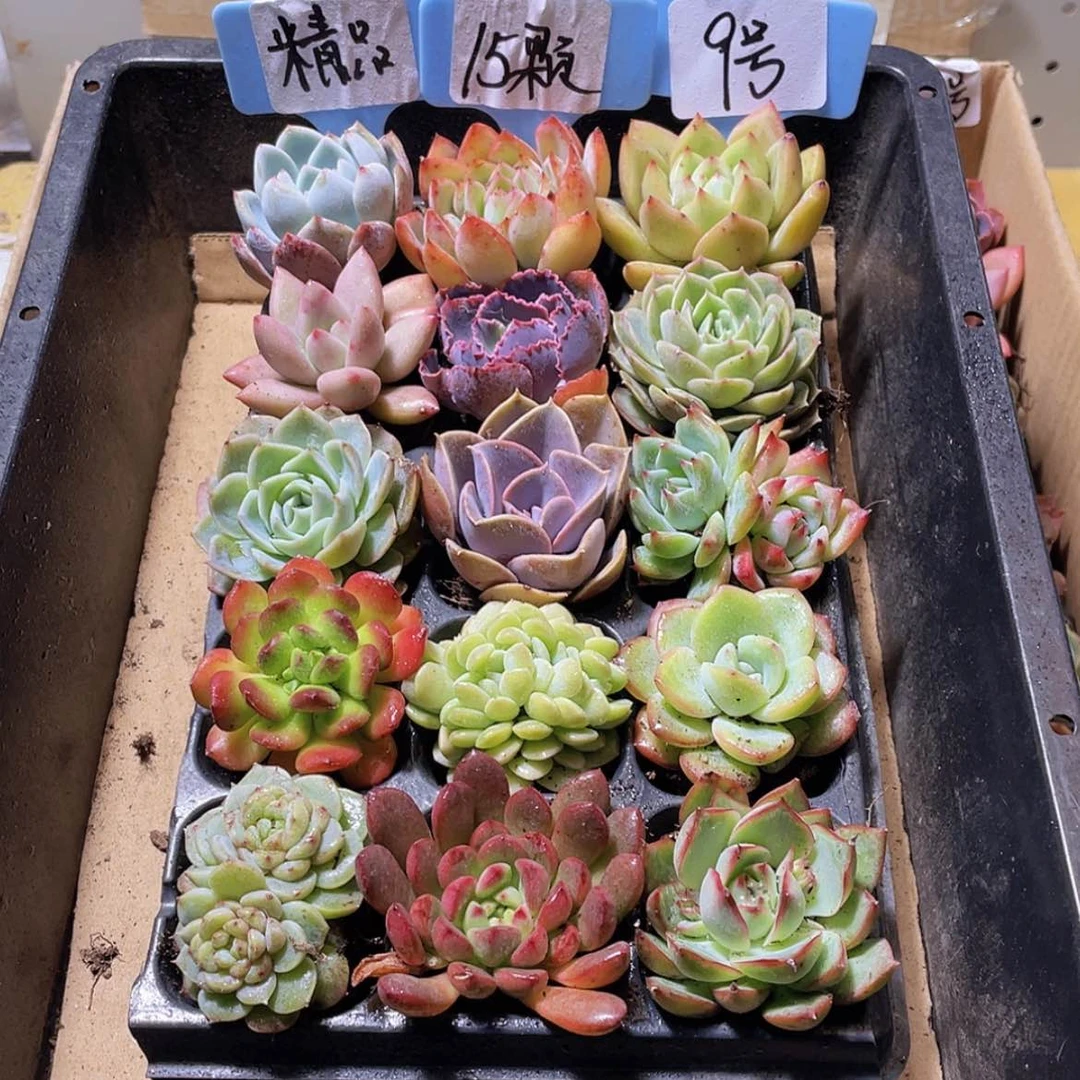 【闪购商品】【量拍】15颗-9号约4-5厘米