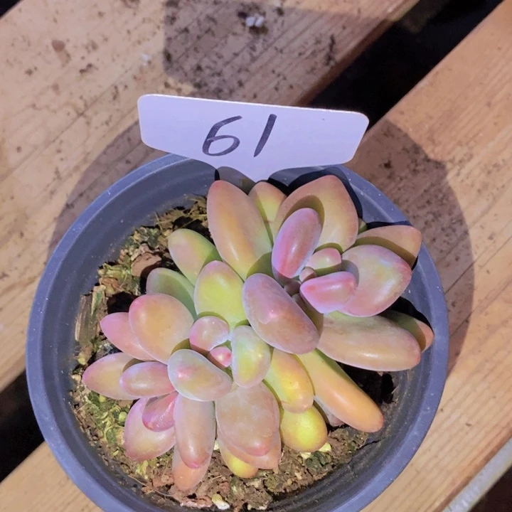 这个我是真心佩服你们