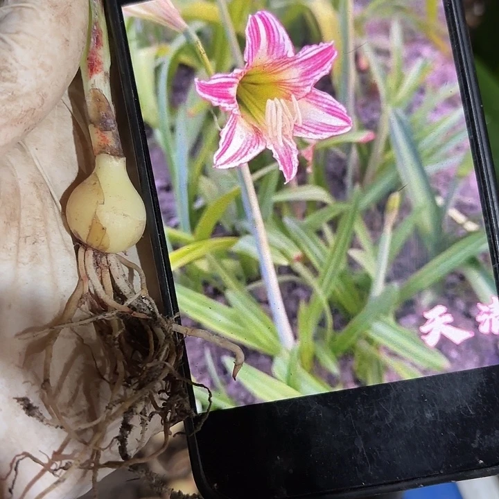 无花朵朱顶红天清1.7厘米
