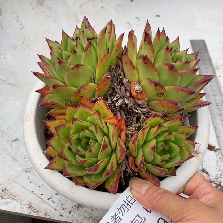 可***鸭夏悦多肉0609-93口红