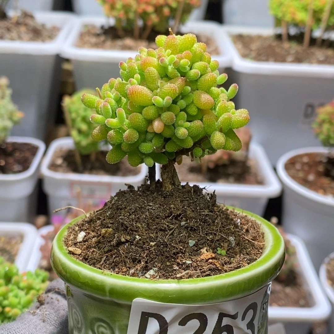 金桔糖球枝干番杏D253