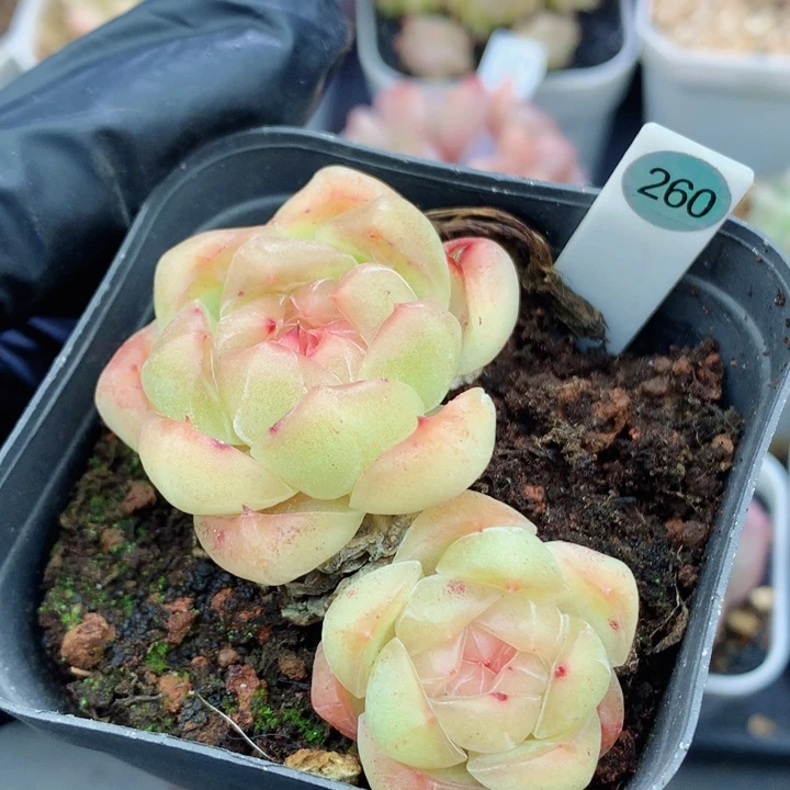 糖心58包邮  群生不包整260