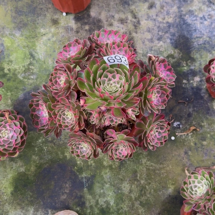 寂***念0000000000693孔雀翎
