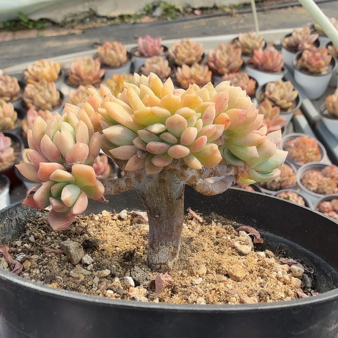 马库斯缀化，5公分，满20包邮