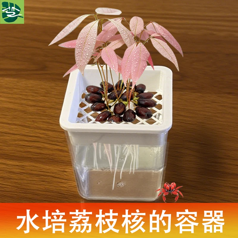 水培荔枝龙眼种子器皿水养迷你植物盆栽好养活适合民宿办公室摆件