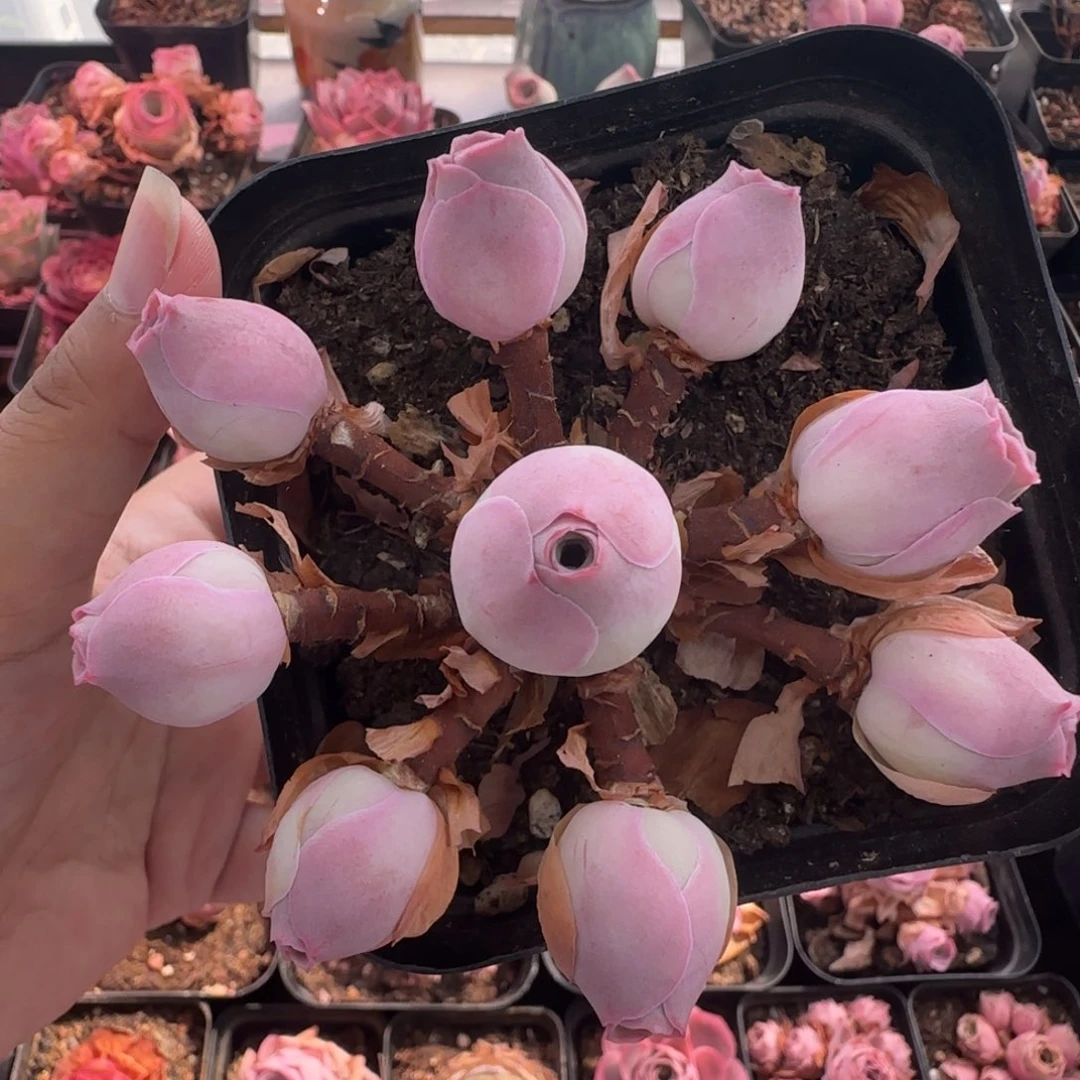 Y849半城玫瑰锦书