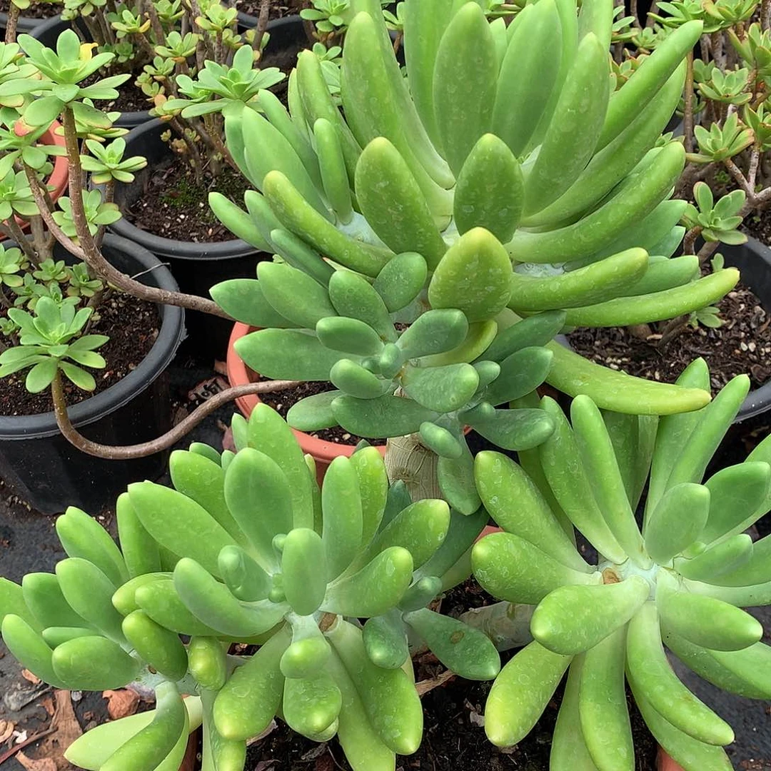 金蟾1075晓晓一物一拍