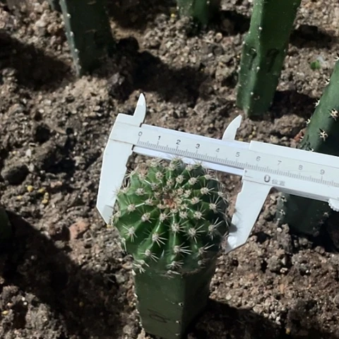 用****4新8号袖普嫁接一代侧芽