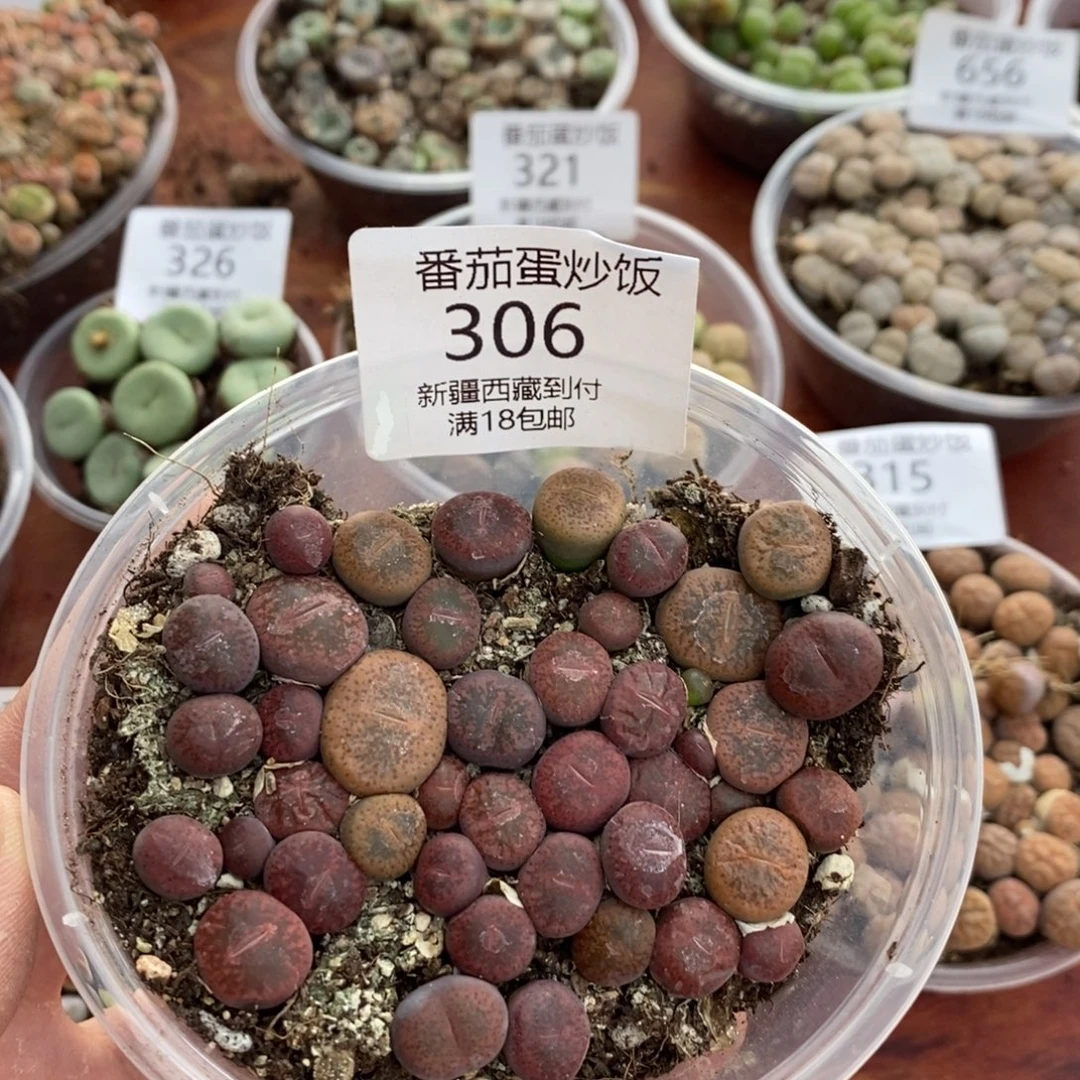 感谢您的支持，00306