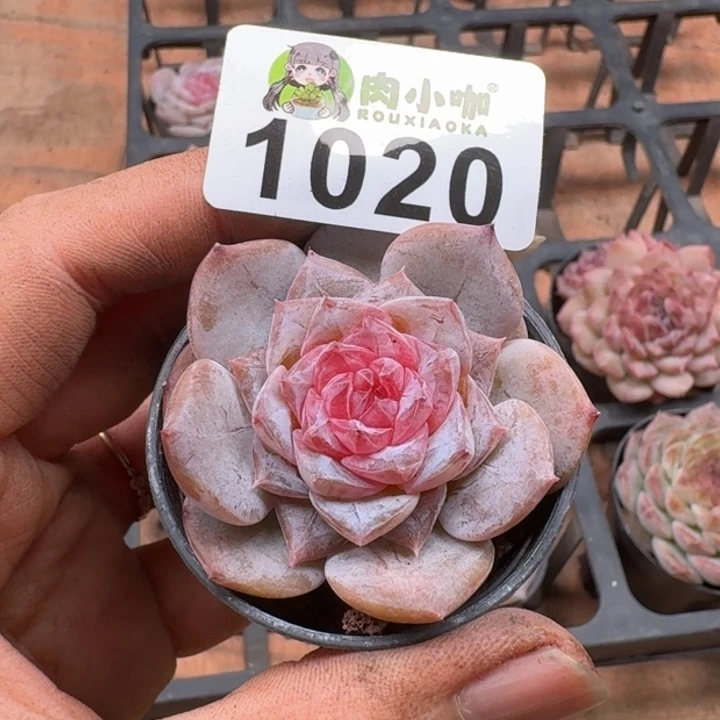 多肉植物多肉植物