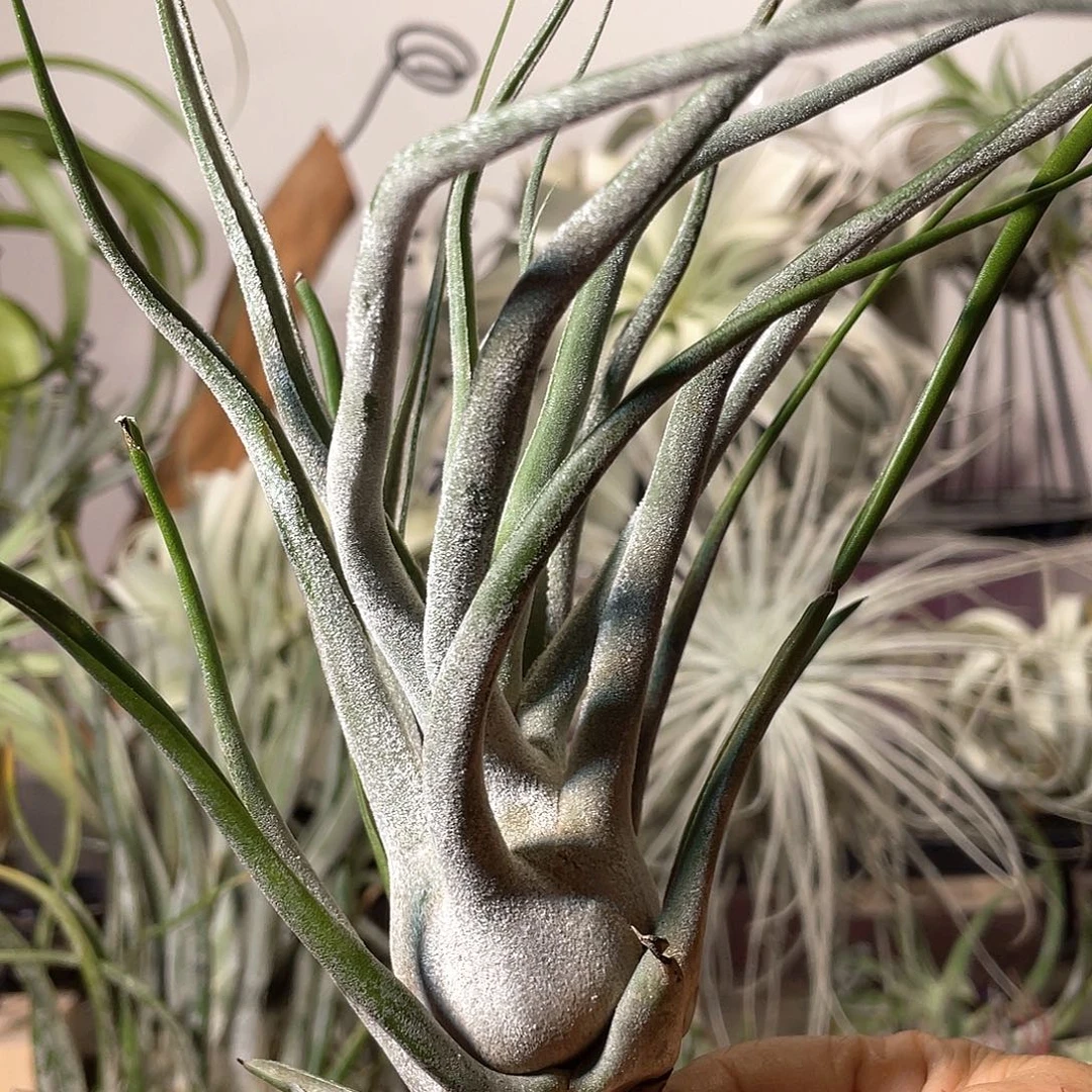 河豚87号空气凤梨