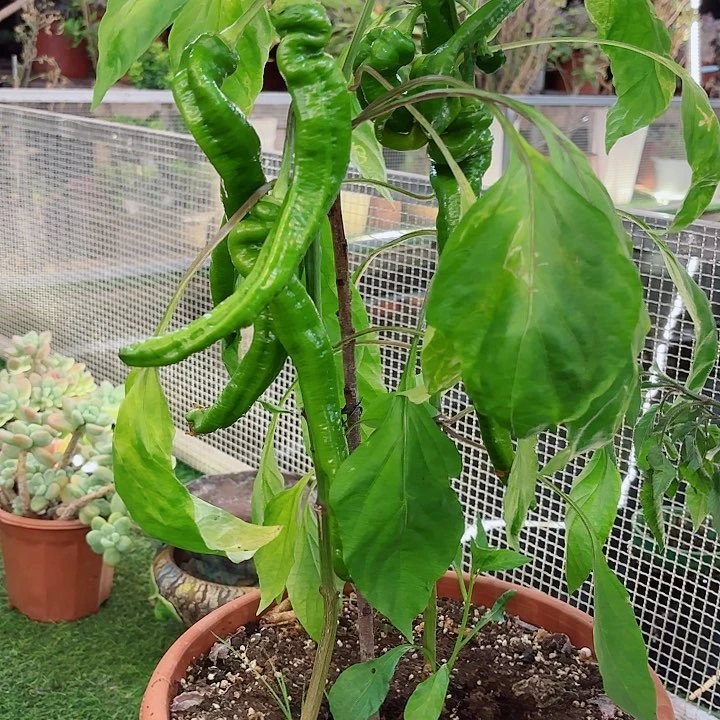 青辣椒多肉5个盆栽加黄瓜一个