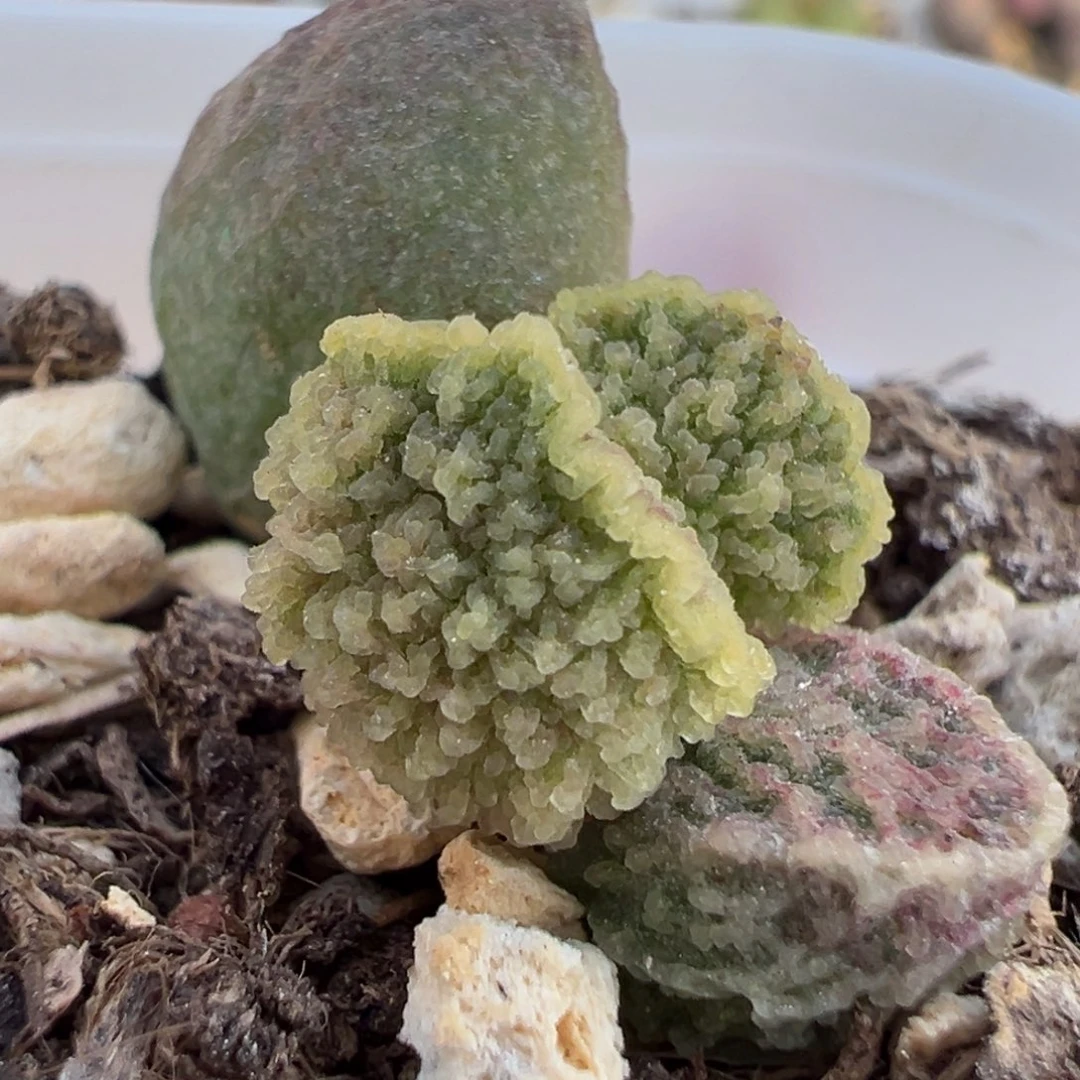 实生新品多肉植物水泡