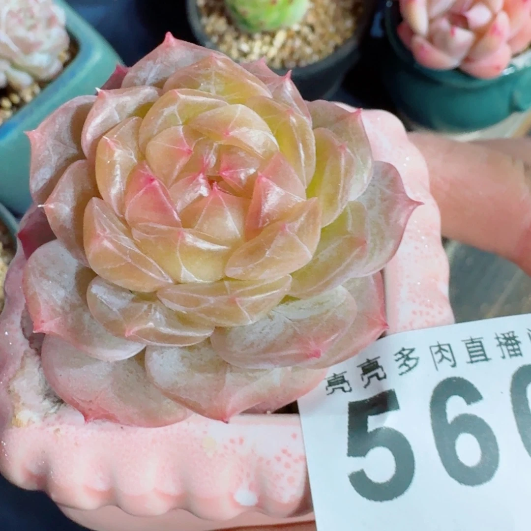 金盏珍妮      愿你一路坦途，乘风破浪展宏图