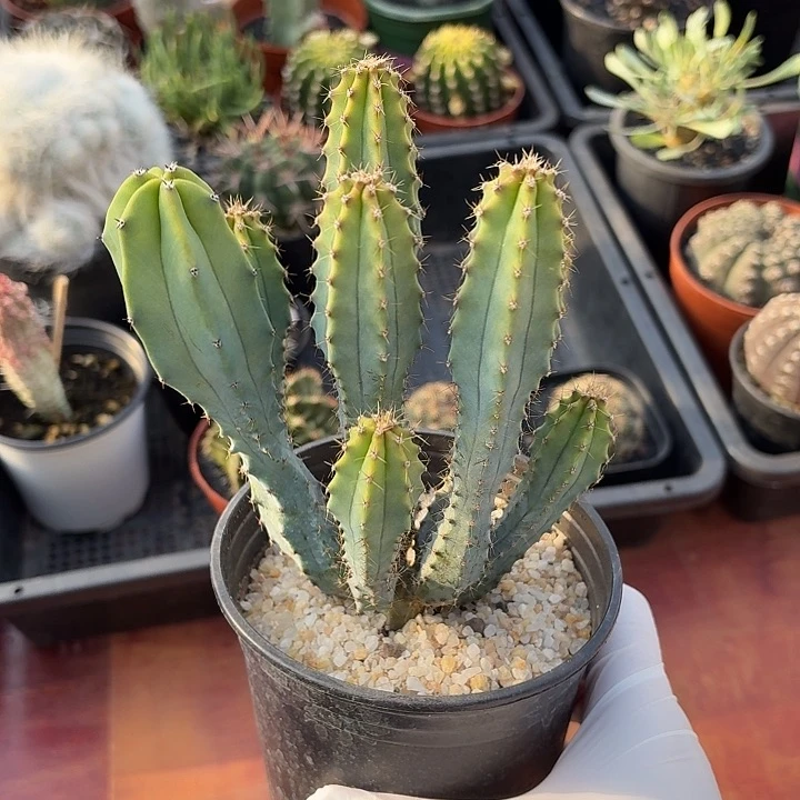 泰隆木仙人球1234