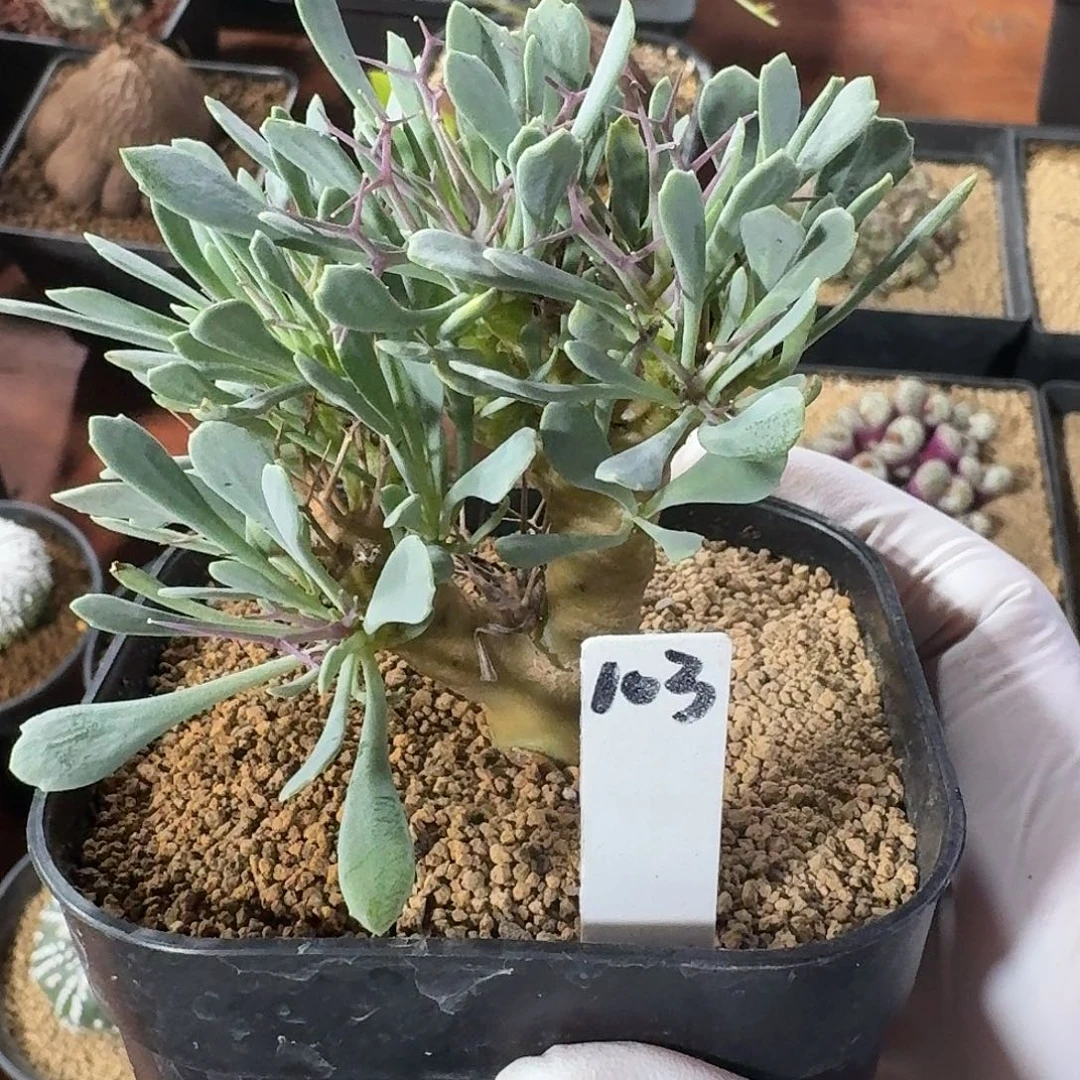 黑殿厚墩菊123456