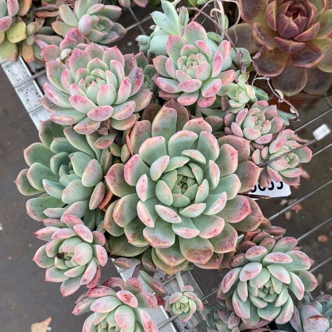 5855霜花一物一拍
