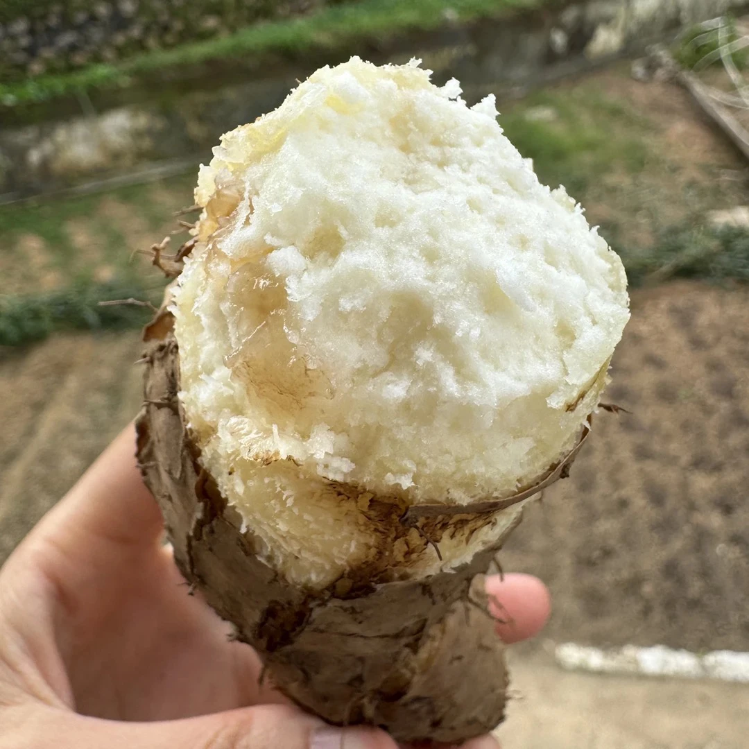 广东阳春本地自种甜薯毛薯 粉糯香甜 开裂爆粉