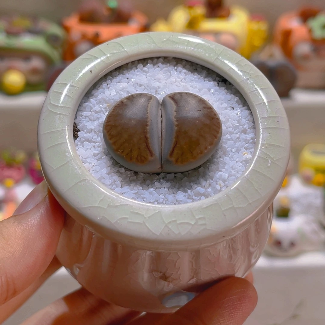 039岛田红窗菊2.8厘米带盆带土