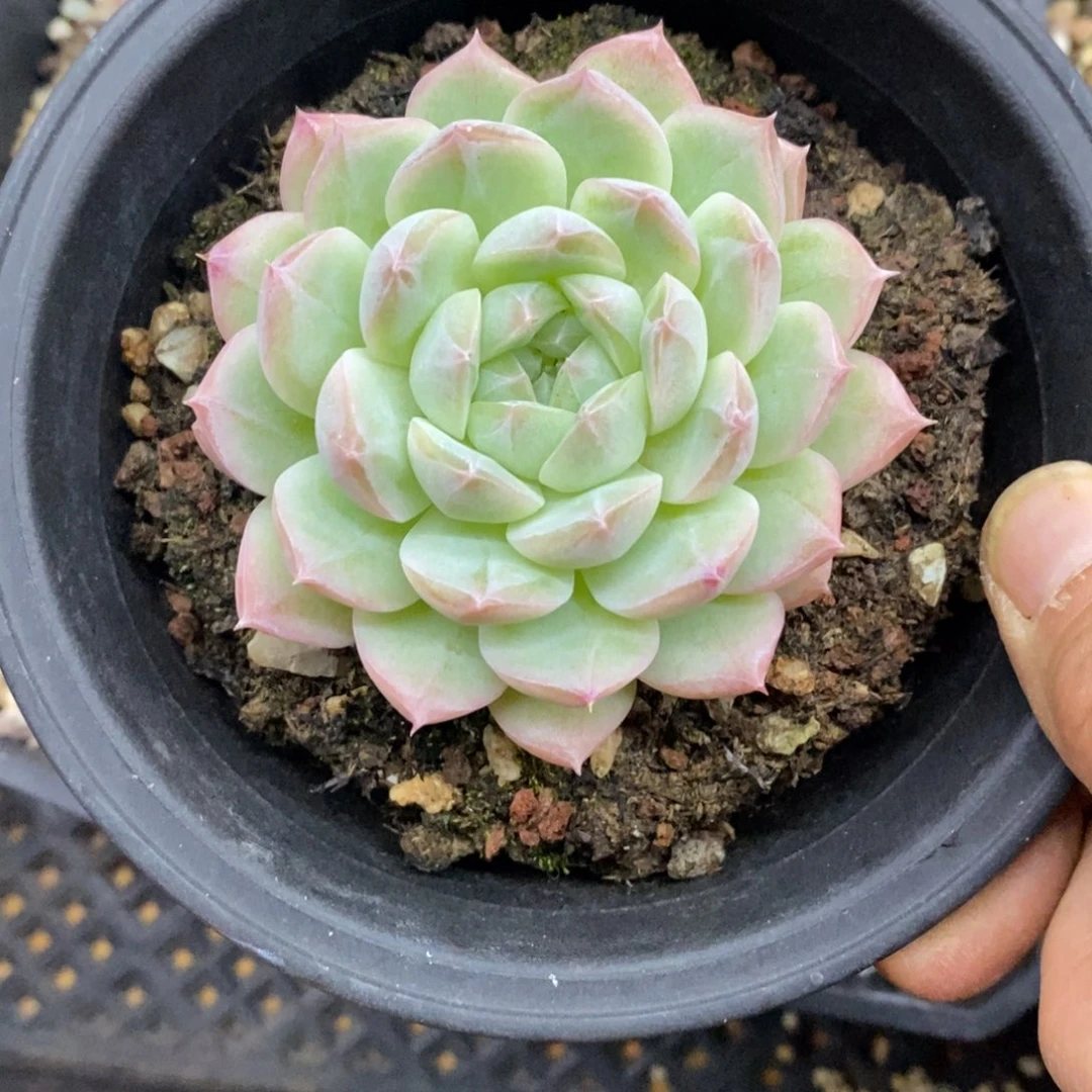 精品多肉一物一折不包整420