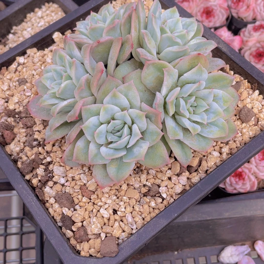 0222-17-泡泡纱裙大群一颗