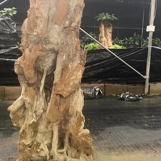 无花朵上水石吸水石