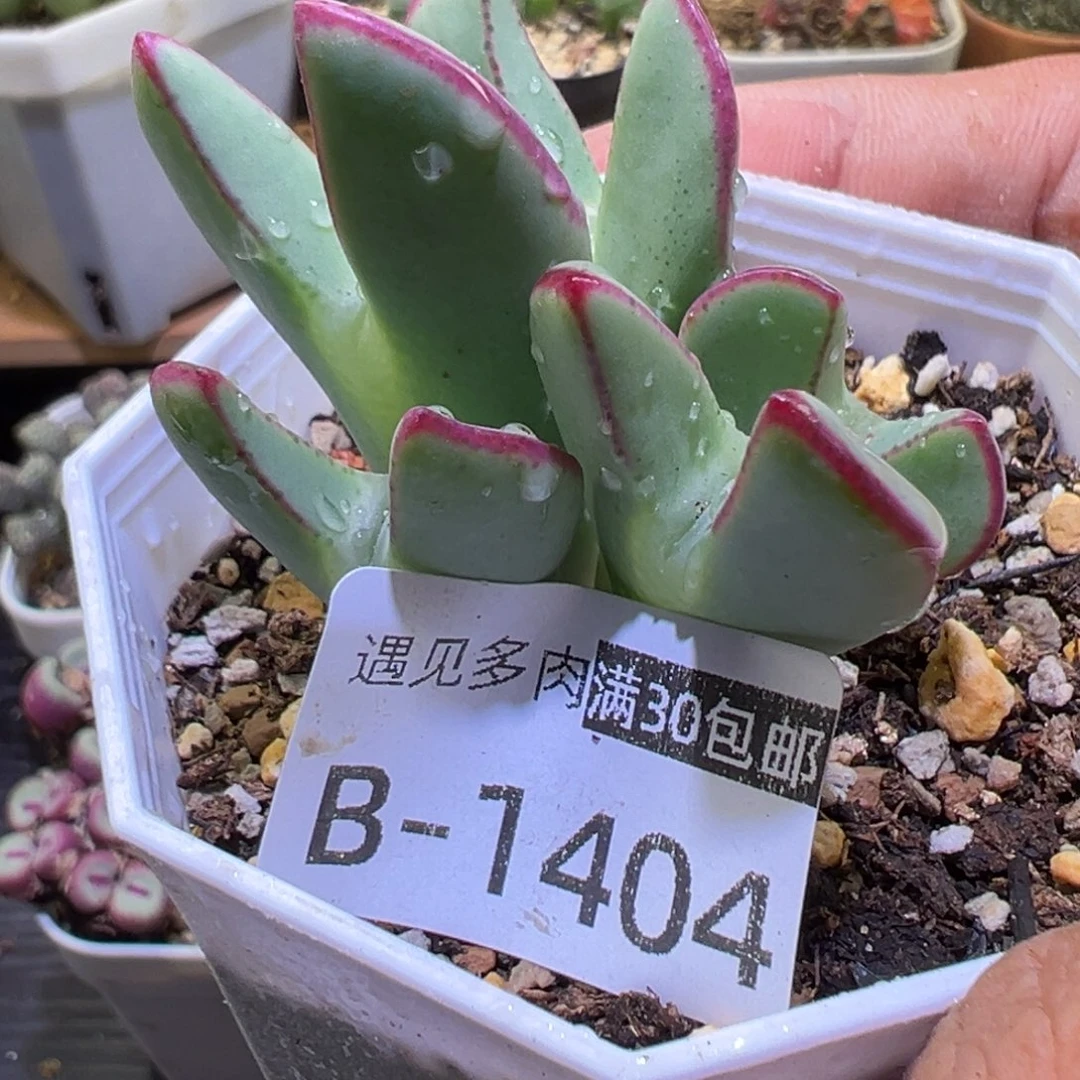多肉植物111111111111