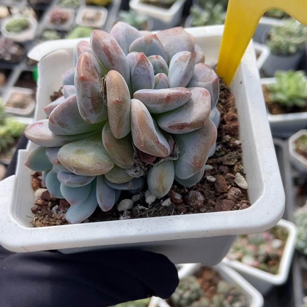 4石榴籽多肉植物多肉