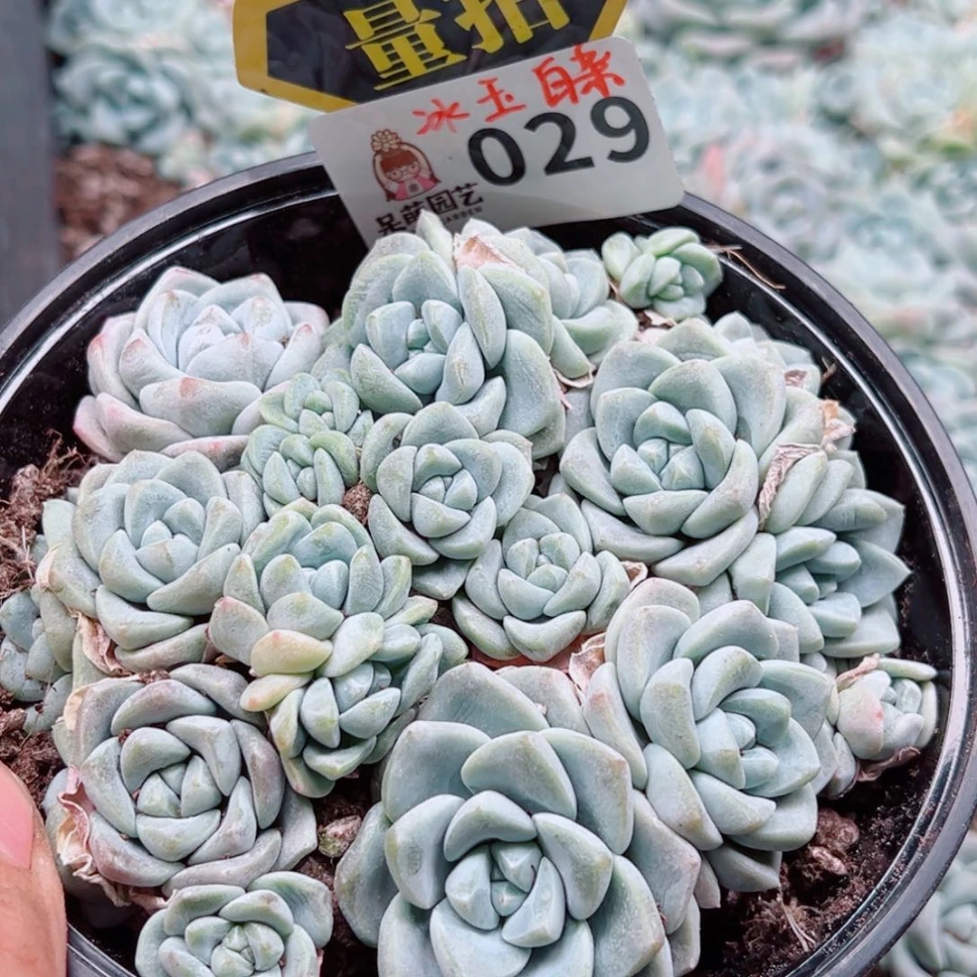 当前无花朵，栽培后可花朵