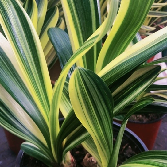 【闪购商品】完全开放幸**车