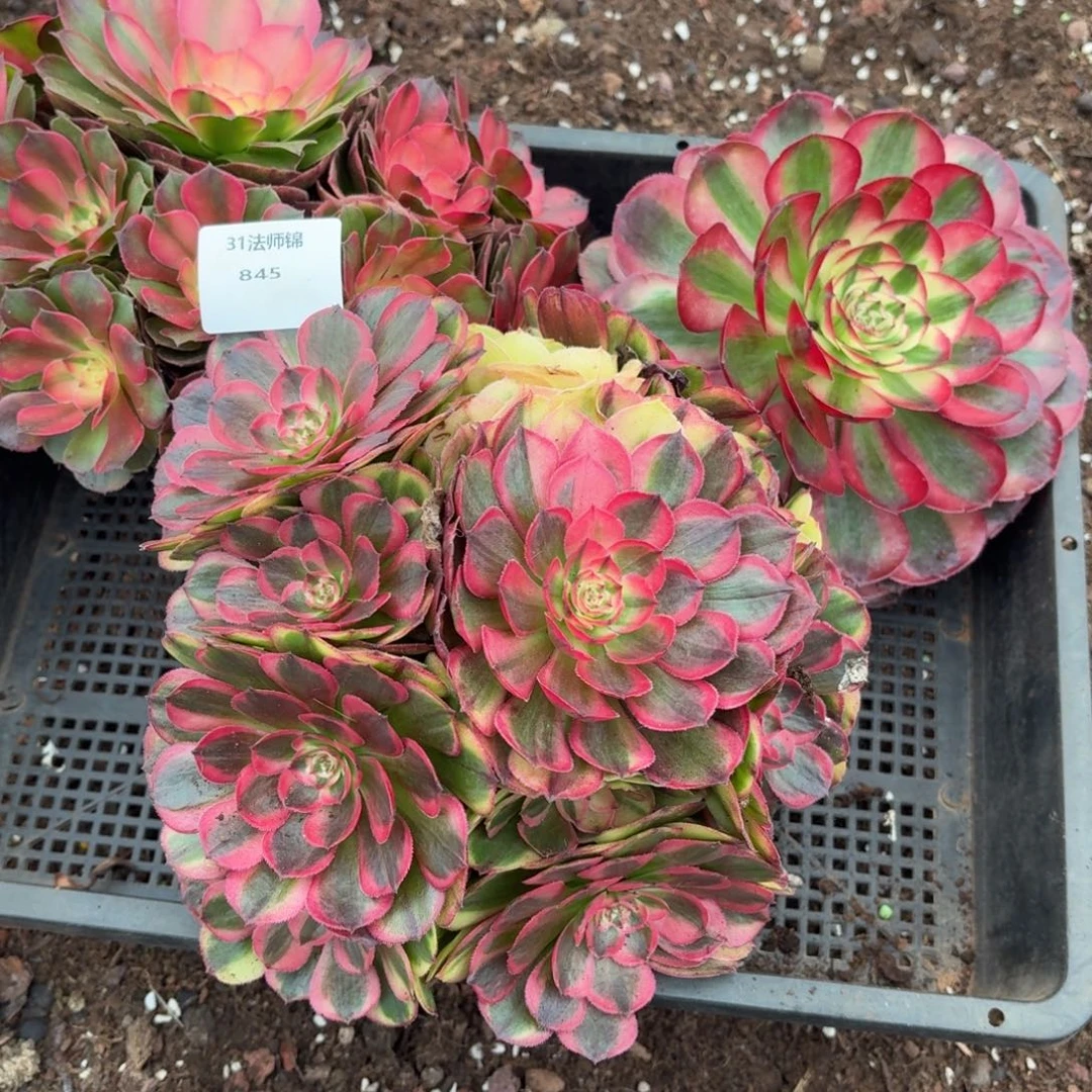 31法师锦多肉845三颗