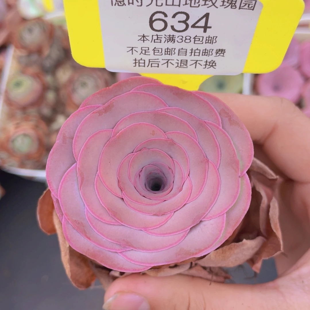 山地玫瑰634满38包邮裸根发货