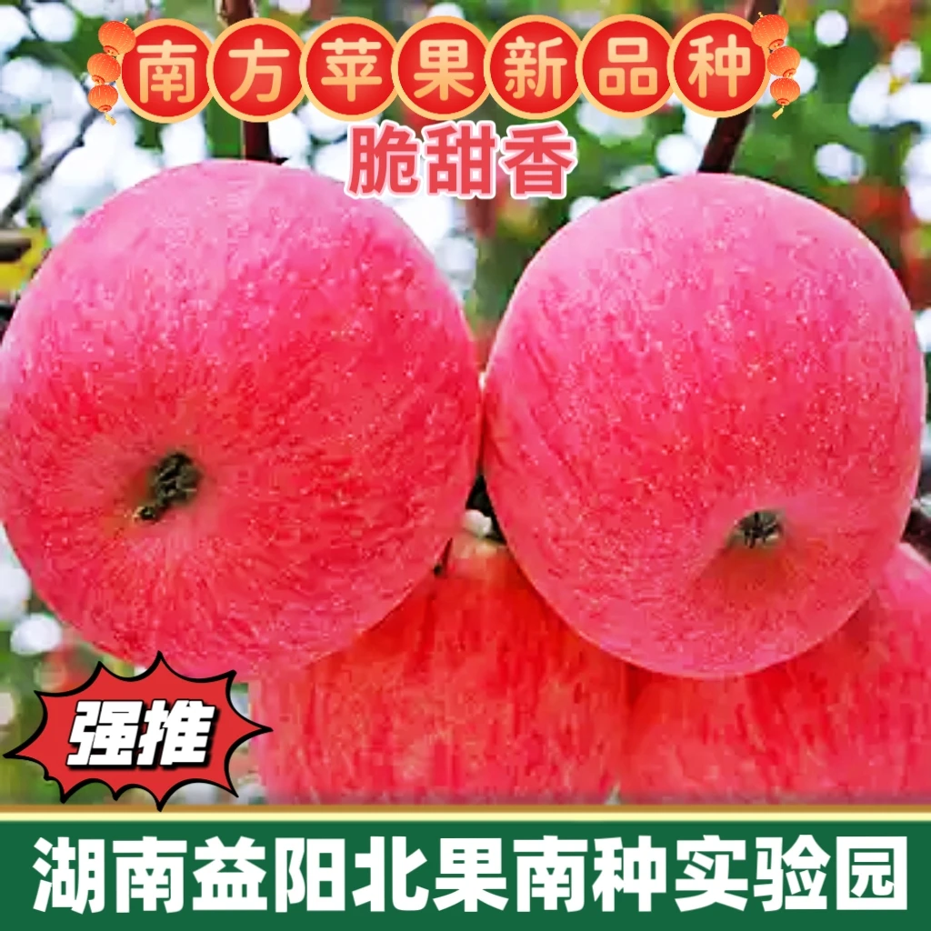 正宗南方苹果树苗（包存活一年湖南益阳嗨森农场发货)脆甜型