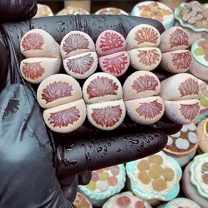 生石花满18包邮1220-47