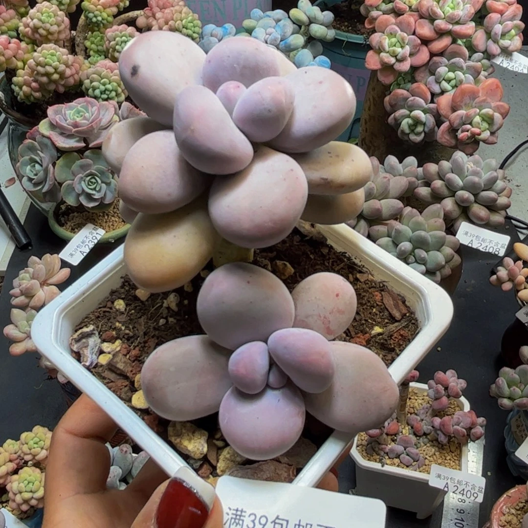 水光针2418/8cm多肉