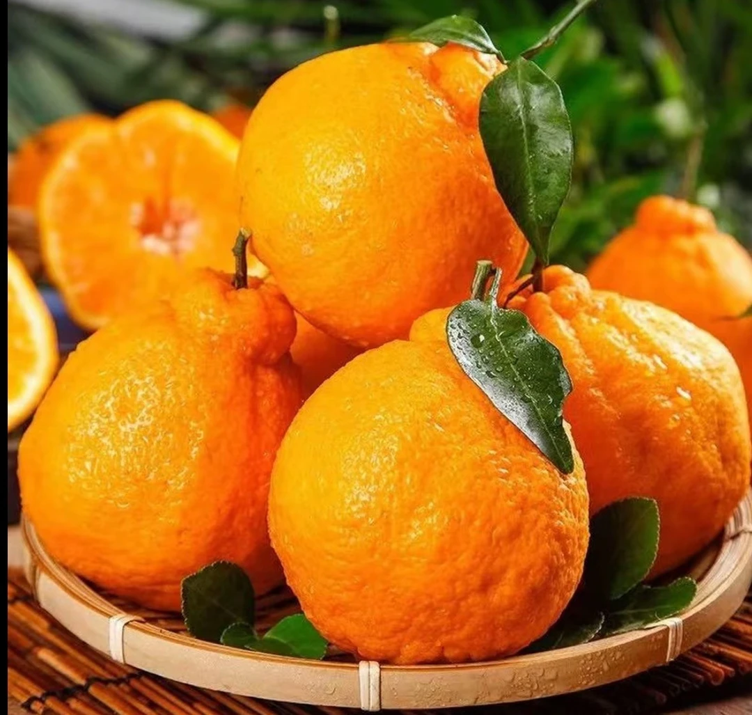 S四川正宗水果新鲜应季批发耙耙柑橘子现在现发头茬带箱5斤整箱