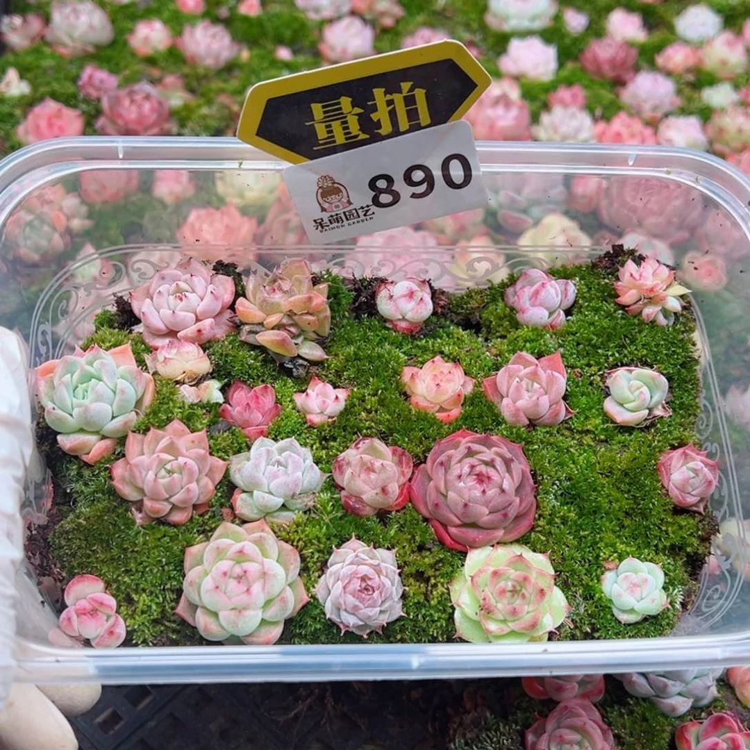 多肉植物多肉植物