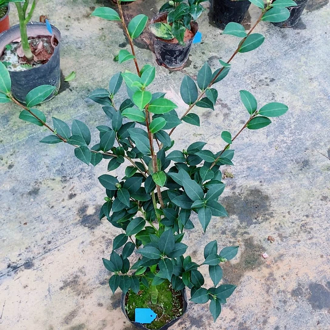 完全开放英八忘忧茶花
