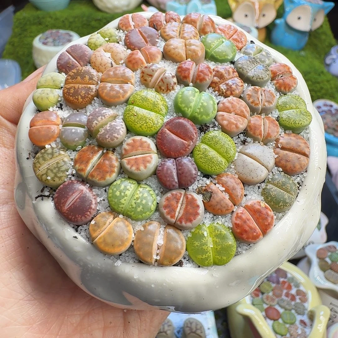 多肉植物福利冲529