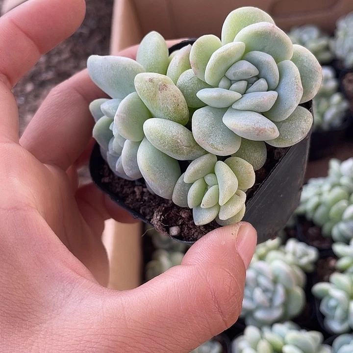 A***材一我一拍满18包邮