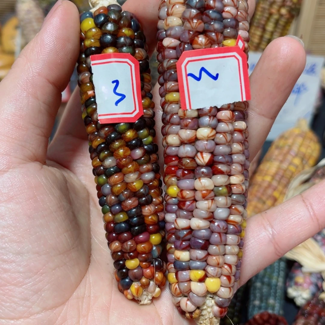 七彩文玩玉米NO退