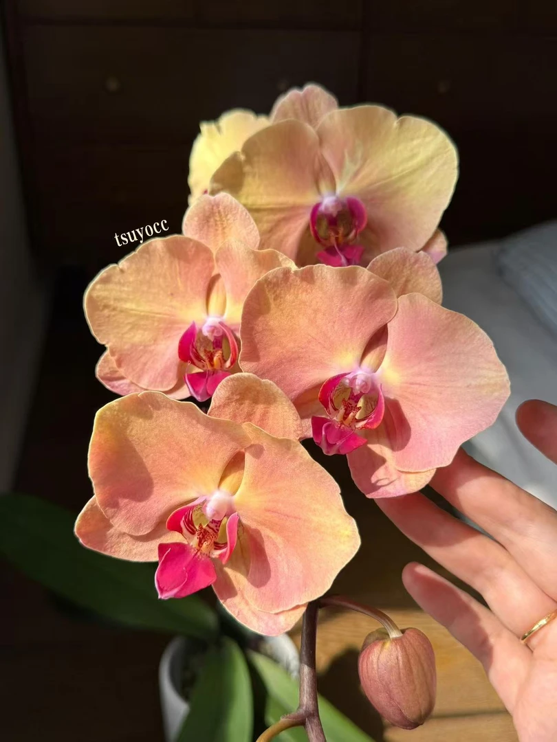 【芳美钻石2花剑】蝴蝶兰开花巨好看花量多