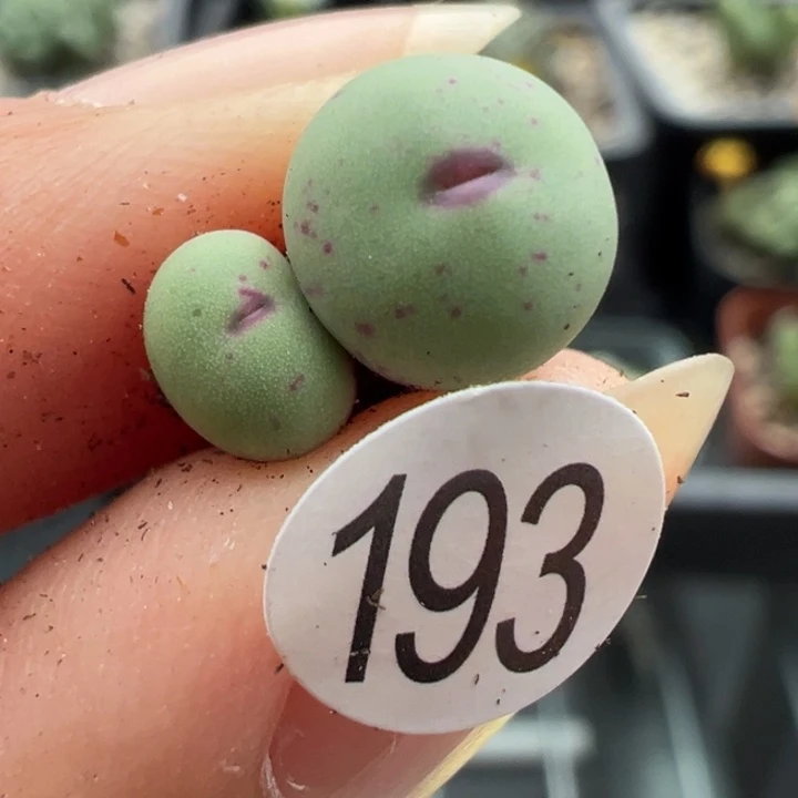 193号111111111111111