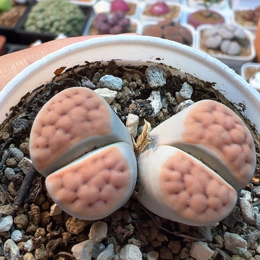 863多肉植物种类多样