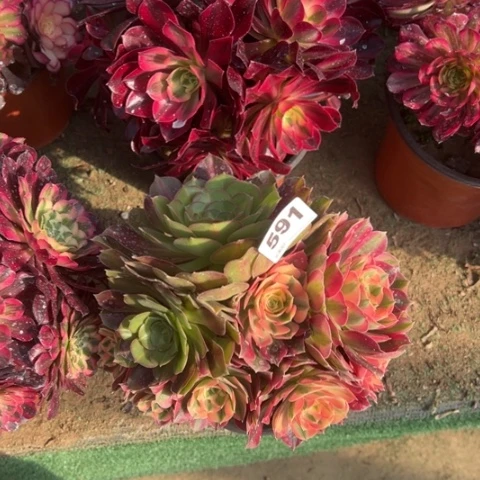 追**美590美杜莎，591粉女巫