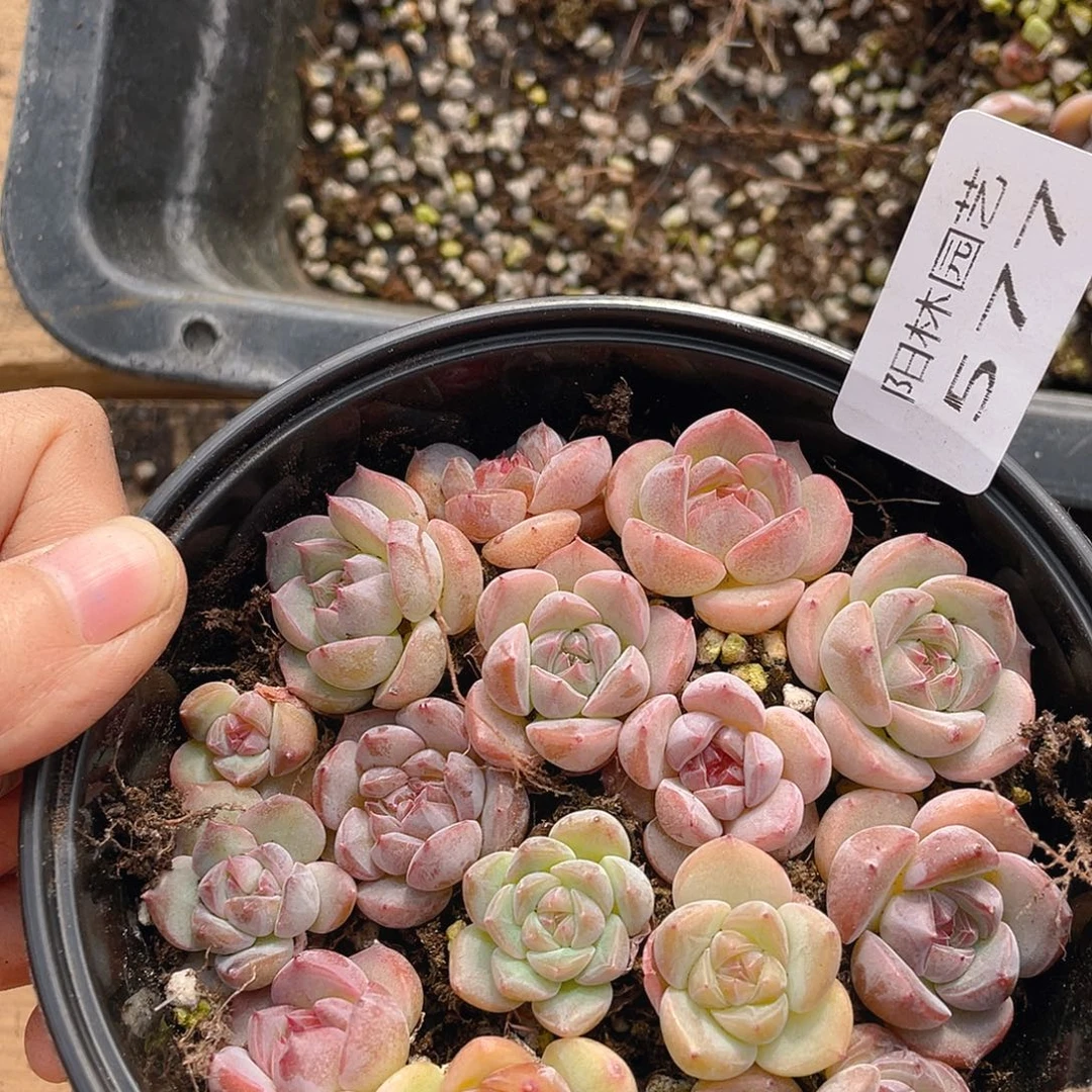 多肉植物多肉植物577