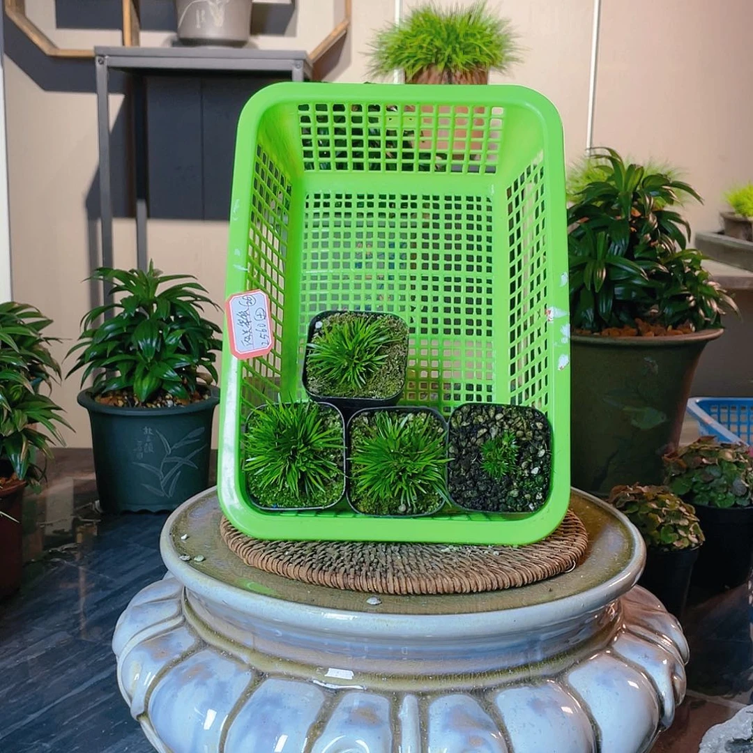 【闪购商品】不开花植物