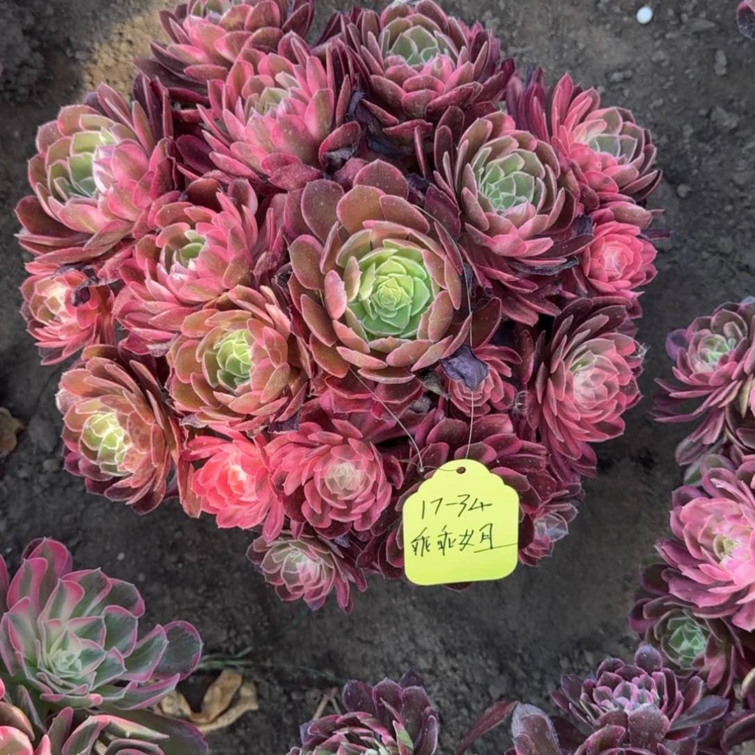 乖***姐法师黑魔锦17-34寄养